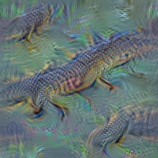 n01698640 American alligator, Alligator mississipiensis